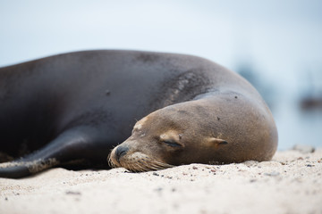 ガラパゴスアザラシ