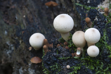 Puffball mushrooms on a stump
