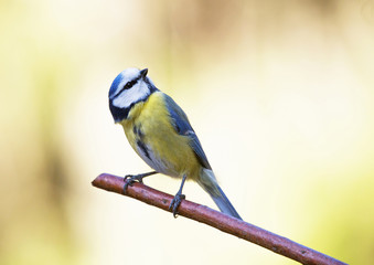 Blue tit