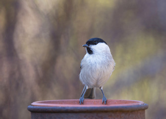 Marsh tit