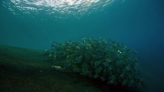 A large school of fish at the coast of Bali, Indonesia.