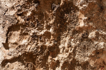 Tree bark texture