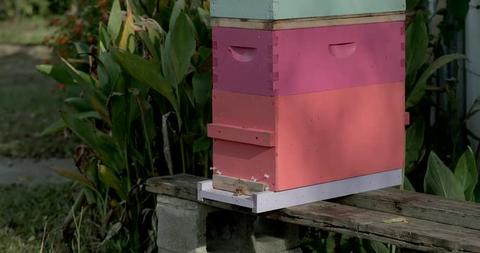 Pan Down of small beehive with honeybees going in and out.