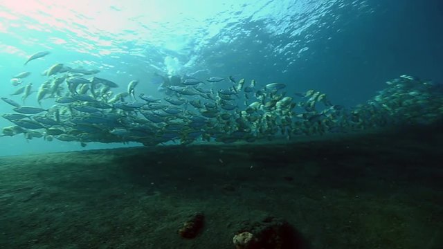 A large school of fish at the coast of Bali, Indonesia.