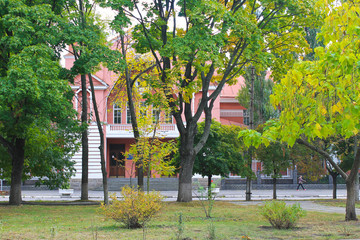 Beautiful trees in city park