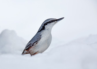Eurasian nuthatch