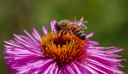 On bee on flower.