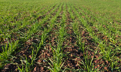 Growing green wheat.