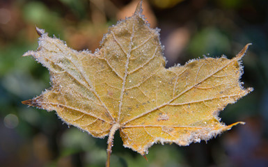 Surface of frost leaf.