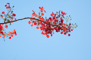 Delonix Regia or Flame tree branch with red flowers and blue sky background 