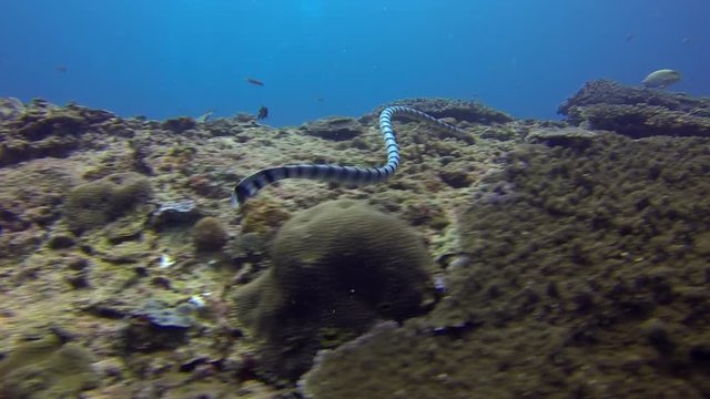 A sea snake swimming around.