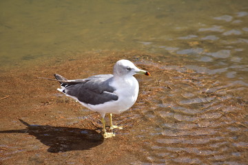 水辺に立つカモメ