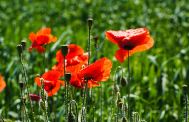 Obraz premium Vivid poppy field