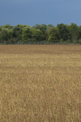 cultivated field in autumn