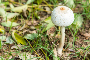 Psilocybin mushroom, also known as Magic Mushroom