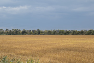 cultivated field in autumn