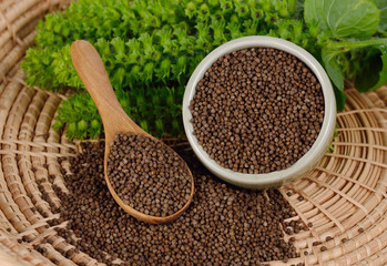 poppy seed and flower isolated on a background