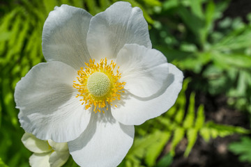 Anemone flower close up