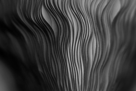Close up of gills of a mushroom for abstract background