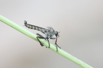 Kite-tailed Robber Fly, Tolmerus atricapillus