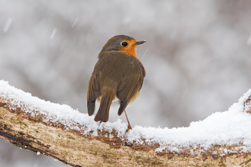 Vogel Rotkehlchen während Schneefall auf einem Ast