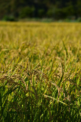 頭を垂れる稲穂