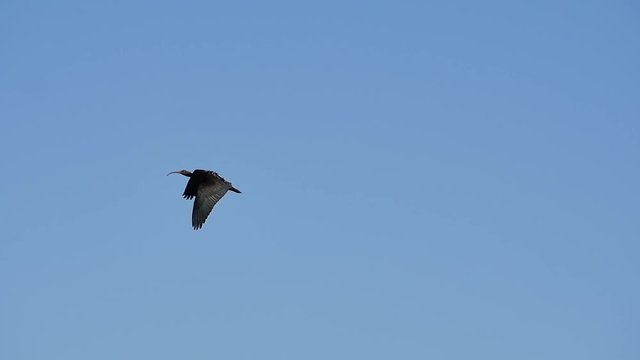 Rare bird flight in Slow Motion high definition video. This rare bird is a Waldrapp also know as Northern Bald Ibis, Hermit Ibis, Geronticus Eremita or Ibis Eremita.