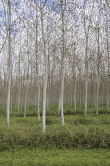 Obraz premium birch growing