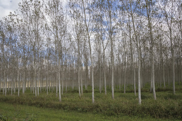 Obraz premium birch growing