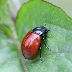 Leaf beetle, Chrysolina fastuosa