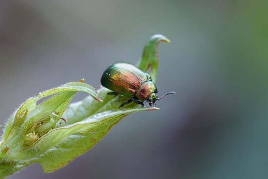 Leaf beetle, Chrysolina fastuosa