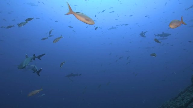 Diving at Rosa Partida at Socorro, Mexico.