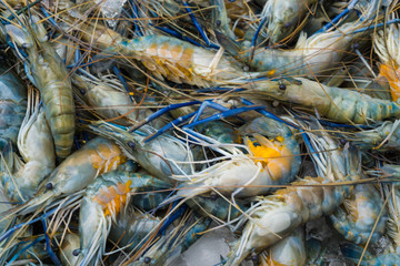 River shrimp with egg in fresh market