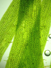 zoom microorganism algae