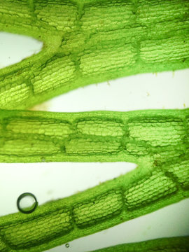 zoom microorganism algae