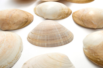 Sea shells on white background