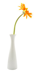 single gerbera  flower yellow on vase isolated