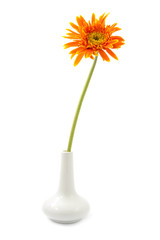 single gerbera  flower yellow on vase isolated
