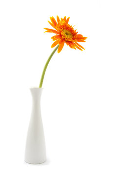 single gerbera  flower yellow on vase isolated