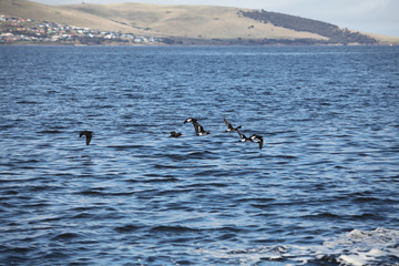 Pied oystercatcher birds