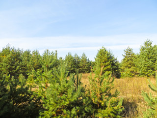Young coniferous forest on early autumn