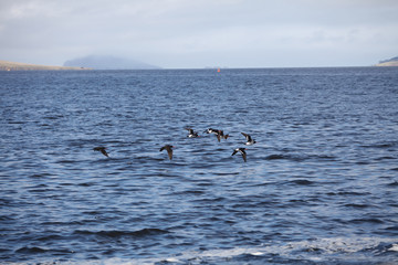 Pied oystercatcher birds