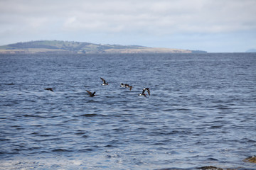 Pied oystercatcher birds