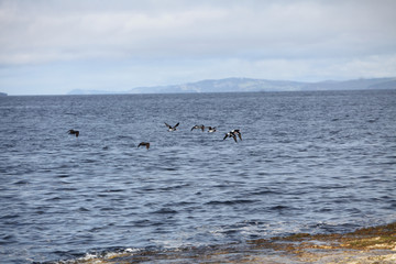 Pied oystercatcher birds
