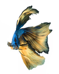Yellow tail betta fish on a white background - 123703690