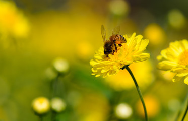 Bee on flowers