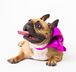 Obraz premium Animals. One beige dog French Bulldog white isolated, purple bow