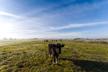 Łąki nad Narwią © podlaski49