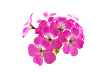 Fototapeta na wymiar pink geranium flower isolated on white background