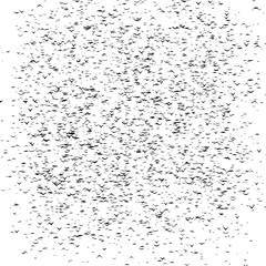 A flock of flying birds forms ghost face - part of timelapse, stop motion, gif animation. Scream mask formed by birds. Presentation for Halloween.